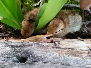 Grouse Chicks