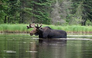 Moose in Dieux Rivieres