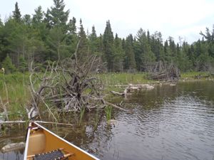 Lac_La_Croix_BWCA_2016_098.JPG