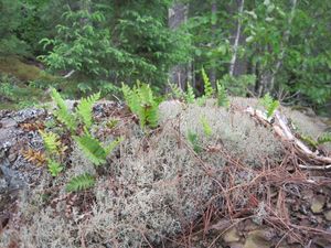 Microbes and plants rule