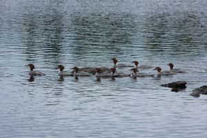 Merganser ducks