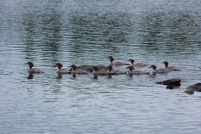 Merganser ducks