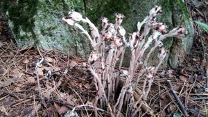 Indian Pipe