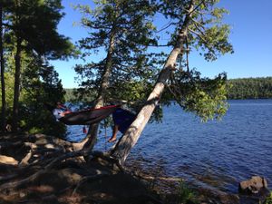 Hammocking on Alder