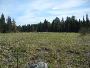 Massive Beaver Dam