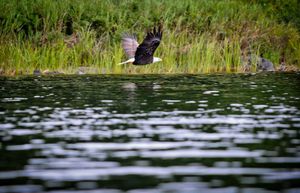 Bald Eagle