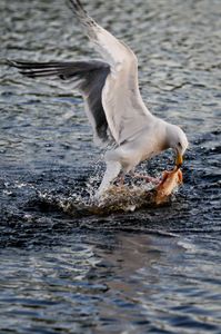 Seagull