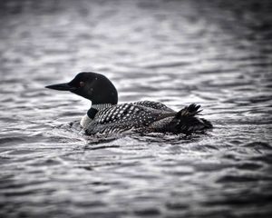Loon