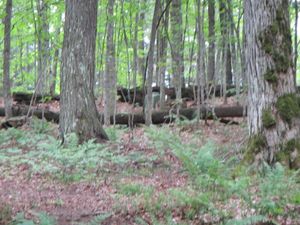 Wolf's Latrine from hiking trail