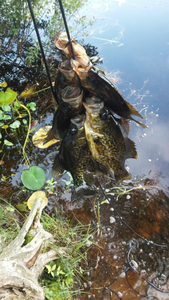 Crappie2