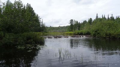 Beaver dam, Petawawa River