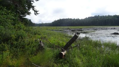 Misty Lake at Pandion Portage