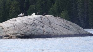 Trout Lake, no segregation here