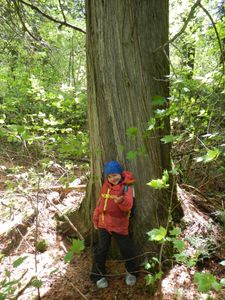 Unload cedar tree