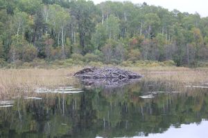 Beaver dam