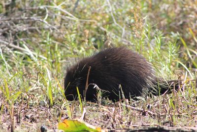 Porcupine