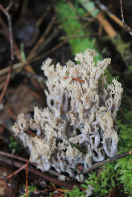 Mushroom on lynx portage