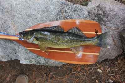 Walleye off Pocket lake campsite