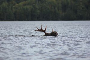 Moose swimming across Gebe