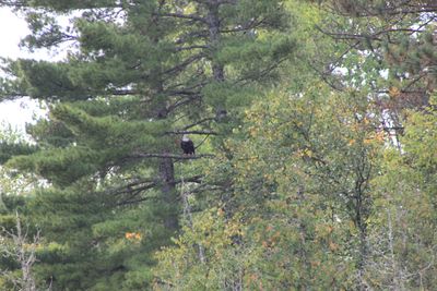 Eagle near finger lake portage