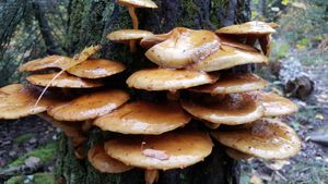 Fungus among us