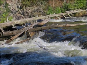 2013-09-03_363_Quetico Falls Chain-Kennebas Falls.JPG
