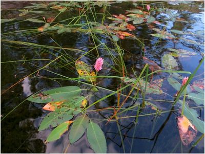 2013-09-07_653S_Quetico Falls Chain-Water Smart Weed.JPG