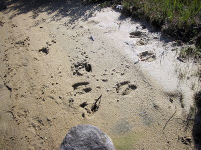 2012-08-21_134_Woodland Caribou Dragon Lake Moose Tracks