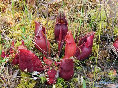 2012-08-26_419_Woodland Caribou Pitcher Plant