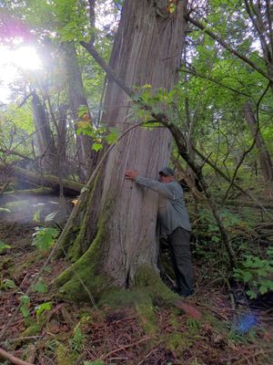 2016-09-09_507_Quetico Man Chain Portage to Plough Lake 700 Year Old Cedar Bob