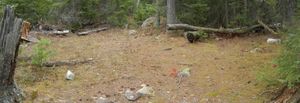 Campsite #302