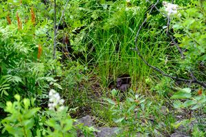 mink sleeping outside den on island camp, basswood