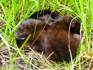 3 mink sleeping outside den on basswood island camp