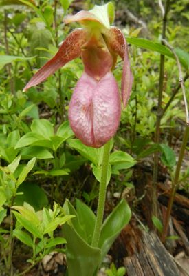 Pink lady slipper