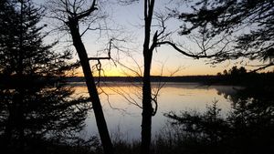 Sunrise through the trees