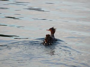 DSCN4775.jpg