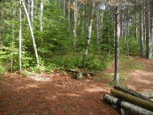 Campsite #318
