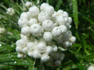 Pearly everlasting