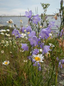 Shoreline flowers