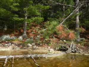 Campsite #318