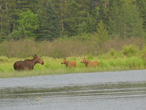 Moose and Calves