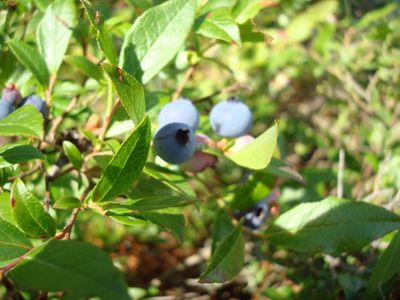 Blueberries on Jordan