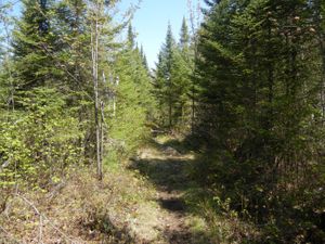 Turtle Lake Portage