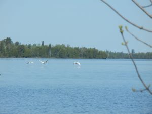 Swans Taking Off