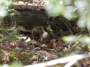 Squirrel with Full Mouth