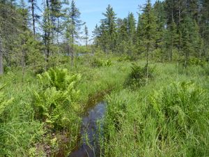 Stream between Jig and Barefoot