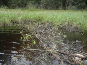 One of Many Beaver Dams