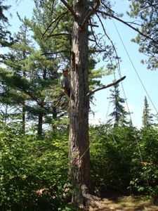 Climbing a Red Pine