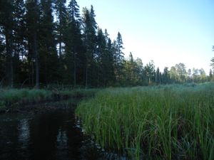 Beaver Dam on Little Indian Sioux