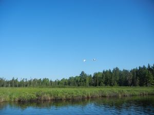 Swans on Little Indian Sioux